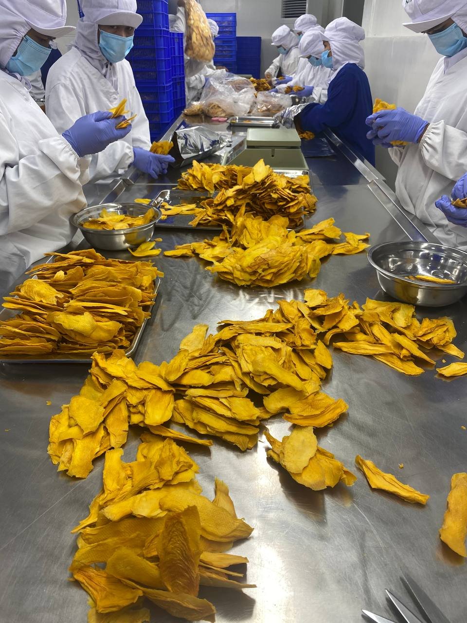 Workers sorting dried mangoes on table